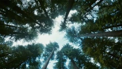 Tráiler en español de El árbol de la vida, con Brad Pitt y Sean Penn